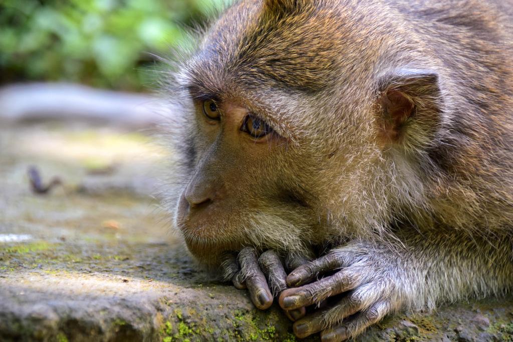 Rahayu Suites Monkey Forest Ubud Екстериор снимка